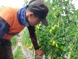Petani Perkuat Pasokan Sayur Jelang Ramadan di Tengah Tantangan Cuaca Ekstrem