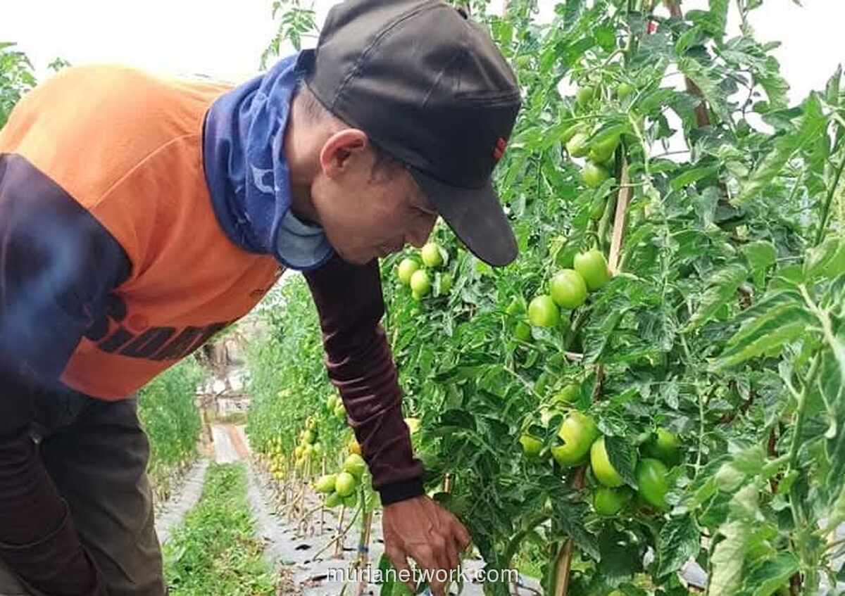 Petani Perkuat Pasokan Sayur Jelang Ramadan di Tengah Tantangan Cuaca Ekstrem