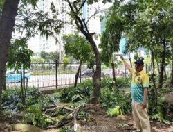 Pemangkasan Pohon dan Pemasangan Lampu di Taman Cawang untuk Cegah Aktivitas Asusila