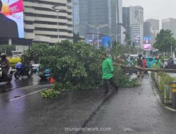Pohon Tumbang di Sudirman Pagi Ini, Lalu Lintas Menuju Bundaran HI Macet Parah