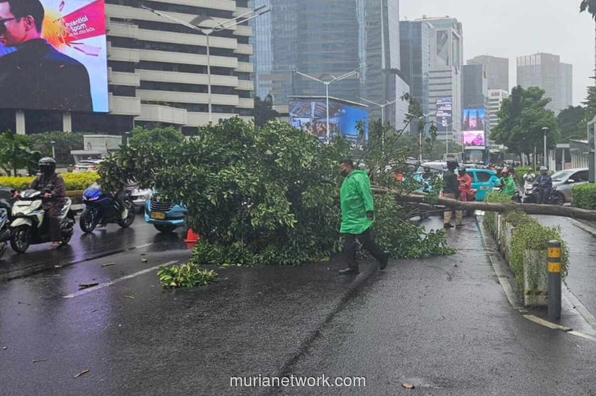 Pohon Tumbang di Sudirman Pagi Ini, Lalu Lintas Menuju Bundaran HI Macet Parah