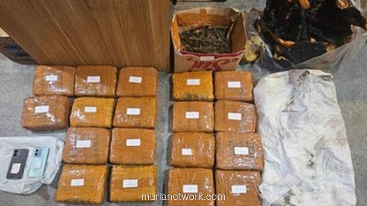 Polisi Amankan 18 Kilogram Ganja dari Satu Tersangka di Jakarta Barat
