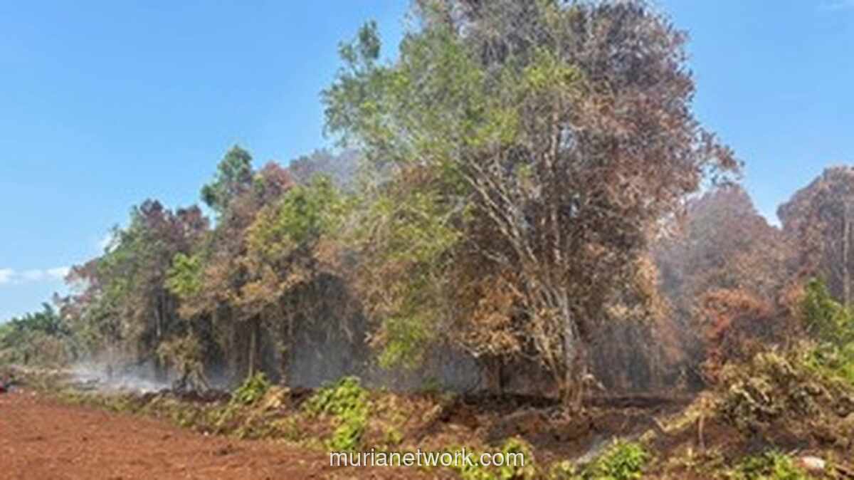 Karyawan BUMD Bengkalis Jadi Tersangka Perambahan Hutan Pemicu Karhutla