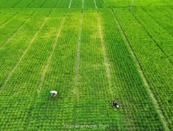 Pemerintah Kunci 87 Persen Lahan Sawah Nasional dari Alih Fungsi