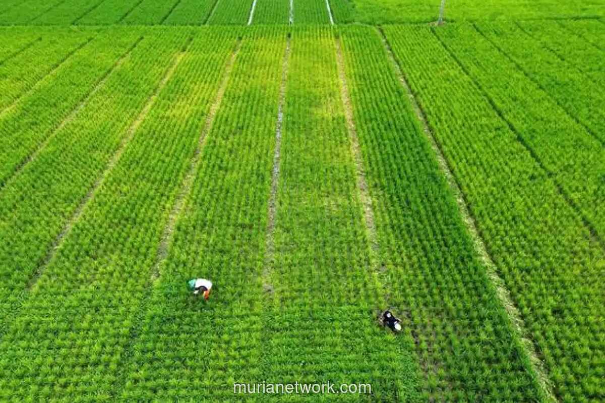 Pemerintah Kunci 87 Persen Lahan Sawah Nasional dari Alih Fungsi