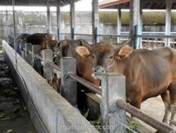 Dana Bantuan Sapi Meugang Rp72,7 Miliar dari Presiden Prabowo Telah Cair ke Daerah