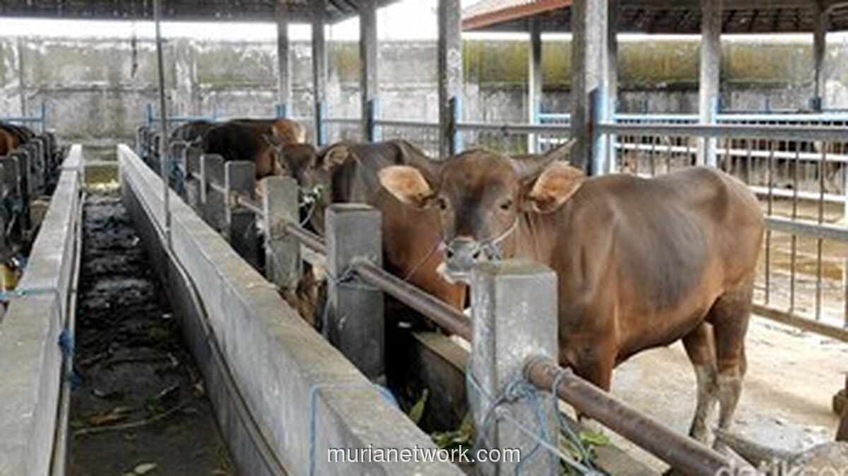 Dana Bantuan Sapi Meugang Rp72,7 Miliar dari Presiden Prabowo Telah Cair ke Daerah