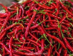 Gubernur DKI: Cuaca Ekstrem Picu Kelangkaan dan Lonjakan Harga Cabai Keriting