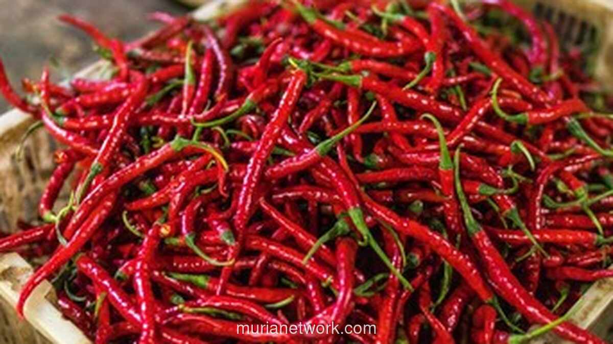 Gubernur DKI: Cuaca Ekstrem Picu Kelangkaan dan Lonjakan Harga Cabai Keriting