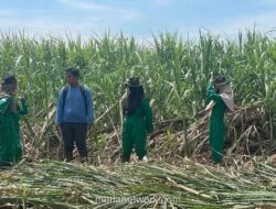 Produksi Gula Nasional 2025 Capai 2,67 Juta Ton, Fondasi Menuju Swasembada