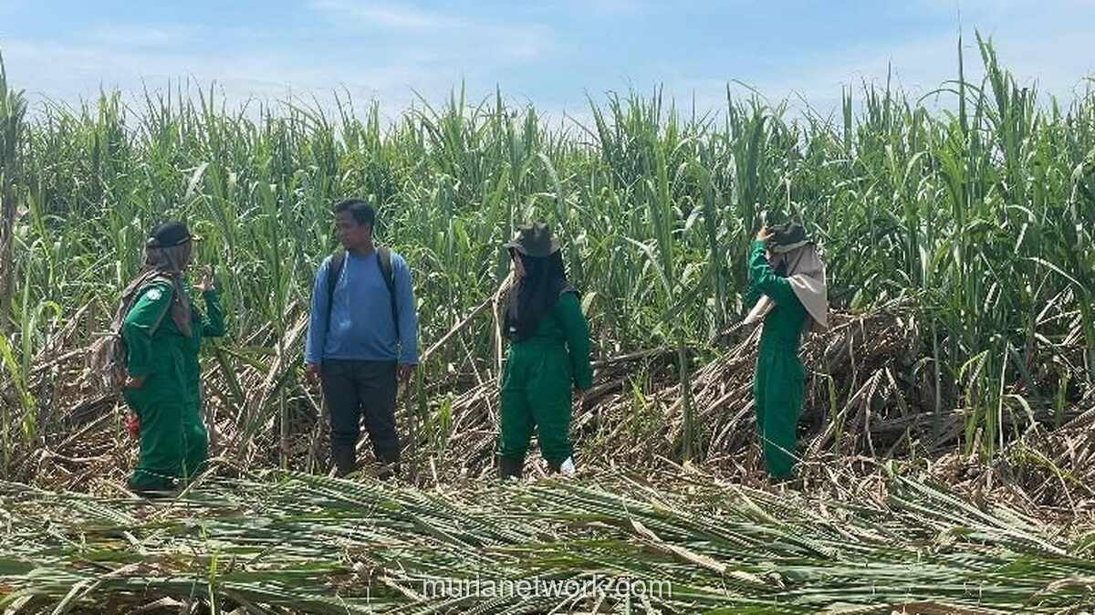 Produksi Gula Nasional 2025 Capai 2,67 Juta Ton, Fondasi Menuju Swasembada