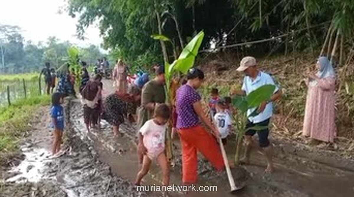 Warga Tanam Pisang dan Padi di Jalan Rusak Parah sebagai Aksi Protes Janji Gubernur Banten