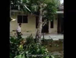 Angin Puting Beliung Terjang Dua Desa di Jember, Ratusan Pohon Tumbang dan Rumah Rusak