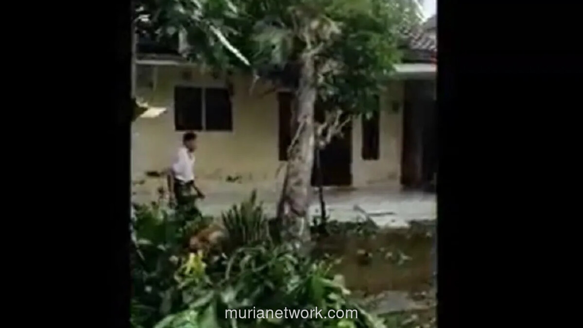 Angin Puting Beliung Terjang Dua Desa di Jember, Ratusan Pohon Tumbang dan Rumah Rusak