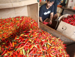 Harga Cabai Rawit Tembus Rp84 Ribu per Kg Jelang Ramadan di Cirebon