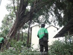 Sudin Pertamanan Jakarta Pusat Tangani 1.743 Pohon Rawan Tumbang Sepanjang 2026