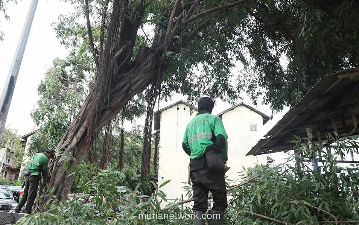 Sudin Pertamanan Jakarta Pusat Tangani 1.743 Pohon Rawan Tumbang Sepanjang 2026