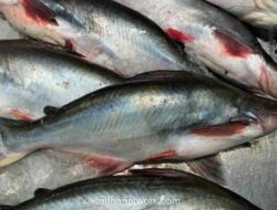 KKP Upayakan Ekspor Ikan Patin untuk Penuhi Kebutuhan Jemaah Haji di Arab Saudi