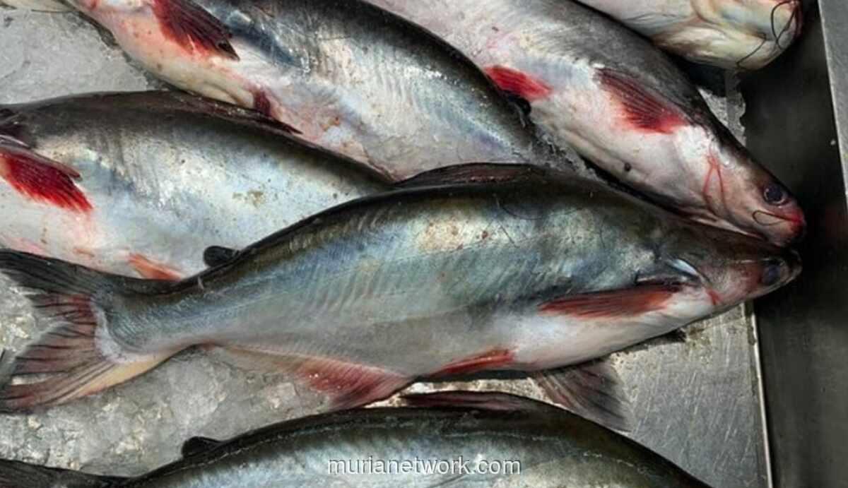 KKP Upayakan Ekspor Ikan Patin untuk Penuhi Kebutuhan Jemaah Haji di Arab Saudi