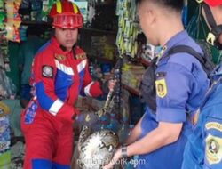 Ular Sanca Tiga Meter Dievakuasi Damkar dari Toko Sembako di Bogor