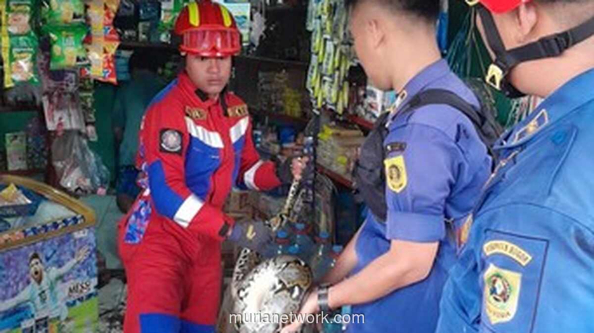 Ular Sanca Tiga Meter Dievakuasi Damkar dari Toko Sembako di Bogor