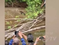 Ibu Muda Tewas Diserang Buaya Saat Cari Kerang di Sungai Simeulue