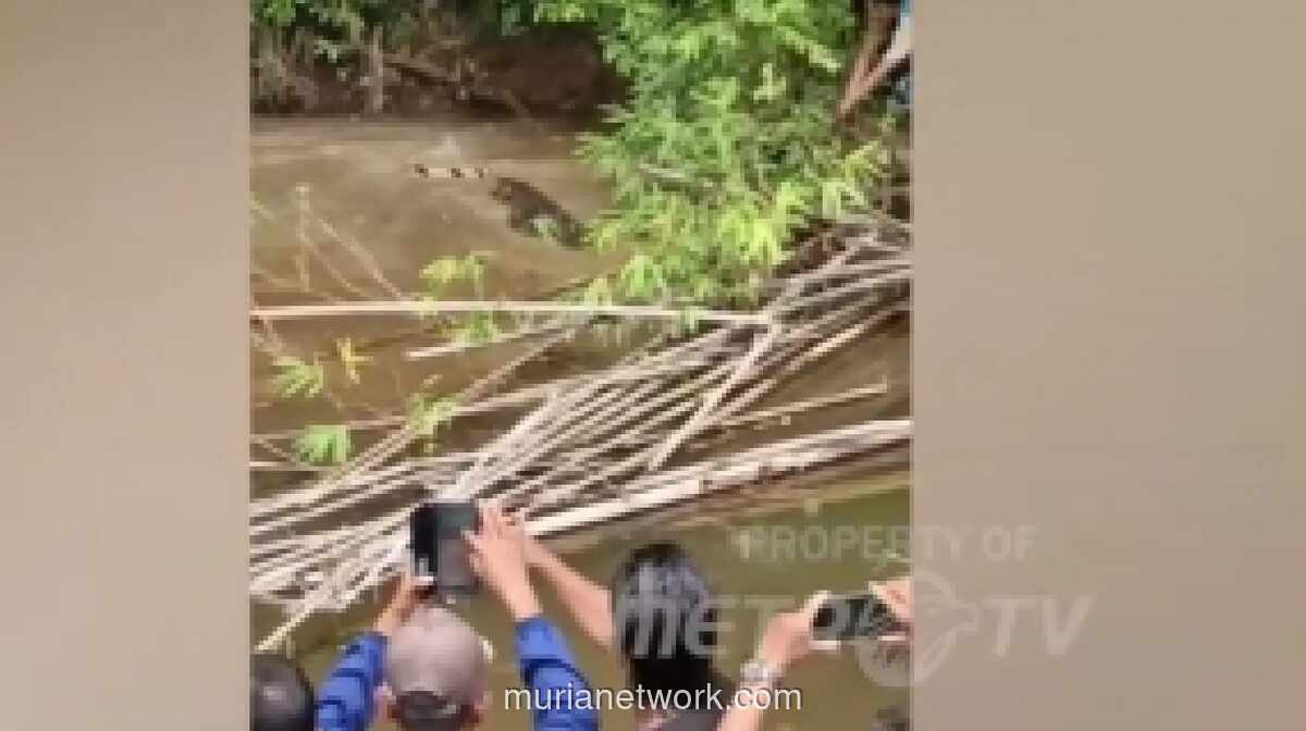 Ibu Muda Tewas Diserang Buaya Saat Cari Kerang di Sungai Simeulue
