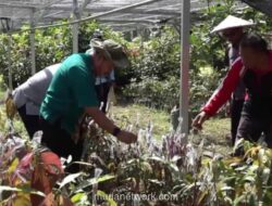 APBN 2026 Cairkan Rp200 Miliar untuk Bibit Perkebunan Petani Sultra