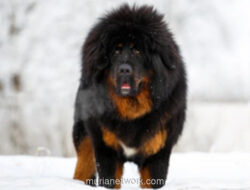 Kolektor Tiongkok Bayar Rp210 Miliar untuk Tibet Mastiff, Pecahkan Rekor Harga Anjing