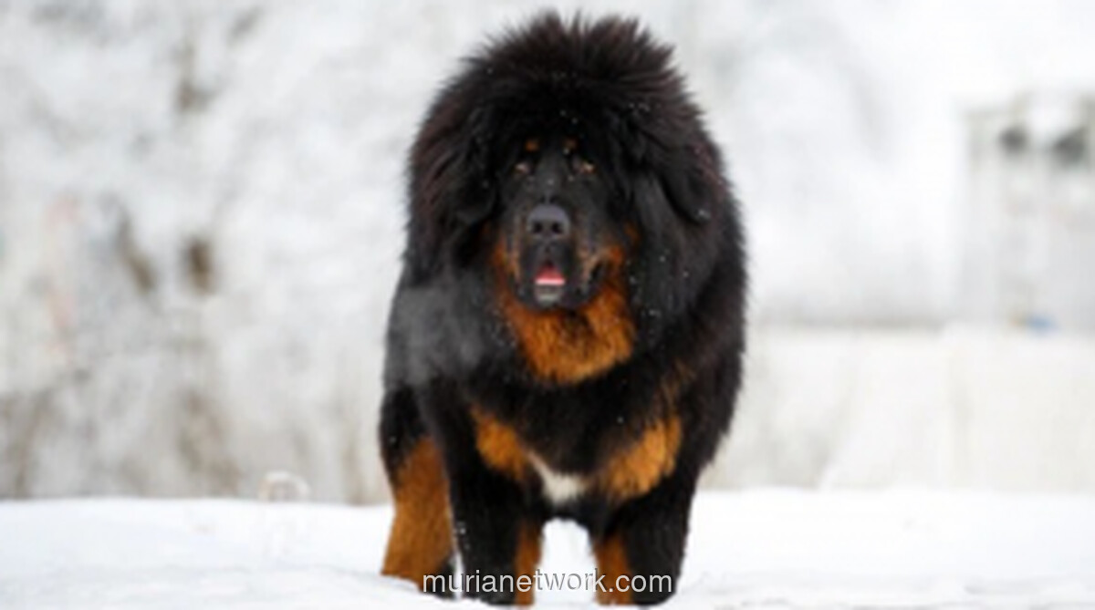 Kolektor Tiongkok Bayar Rp210 Miliar untuk Tibet Mastiff, Pecahkan Rekor Harga Anjing