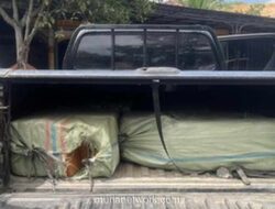 BNN Gagalkan Peredaran 200 Kg Ganja di Langkat, Tiga Tersangka Diamankan