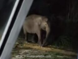 Warga Siak Biarkan Gajah Sumatera Makan Pisang di Kebun, Kapolda Apresiasi