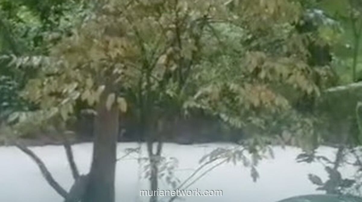 Air Bekas Padamkan Gudang Pestisida Sebabkan Ikan Mati dan Pencemaran di Sungai Jaletreng