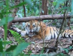 Harimau Sumatra Serang Warga di Dermaga Pelalawan, Korban Dievakuasi