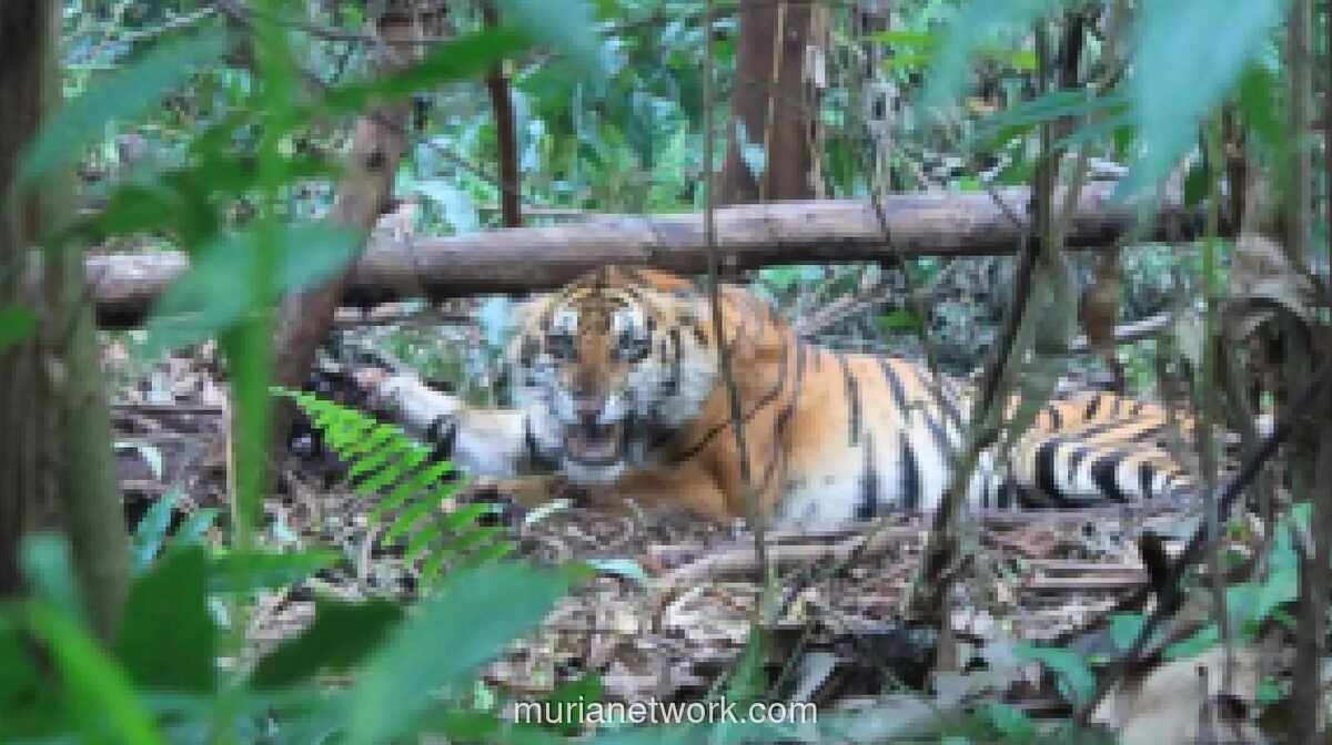 Harimau Sumatra Serang Warga di Dermaga Pelalawan, Korban Dievakuasi