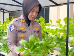 Satlantas Polres Kampar Panen Sayur Hidroponik, Gratis untuk Warga