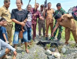 Anak 5 Tahun Diserang Anjing Liar di Polewali Mandar, Satu Ekor Ditembak Warga
