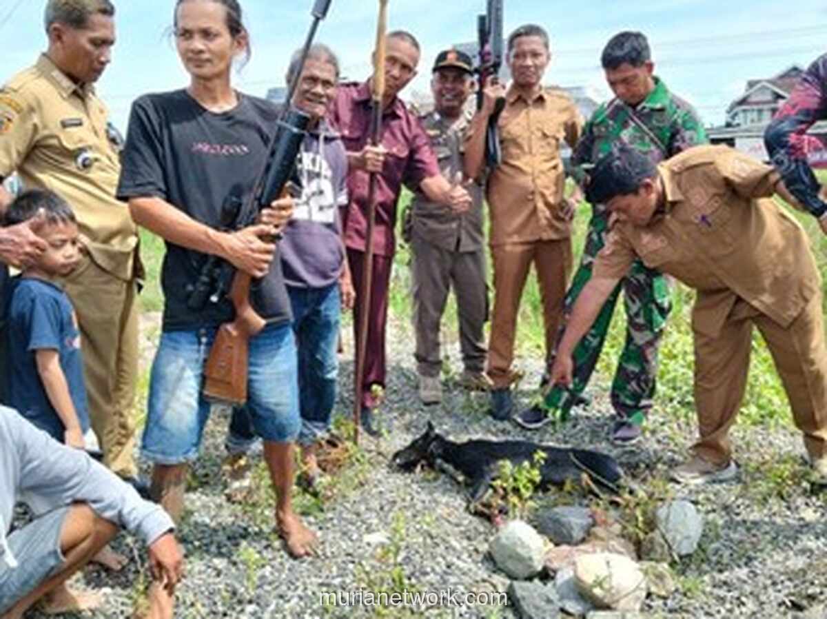 Anak 5 Tahun Diserang Anjing Liar di Polewali Mandar, Satu Ekor Ditembak Warga