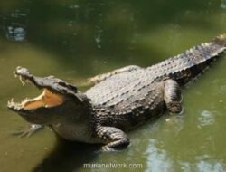 Tafsir Mimpi Buaya: Simbol Kewaspadaan hingga Pertanda Perubahan
