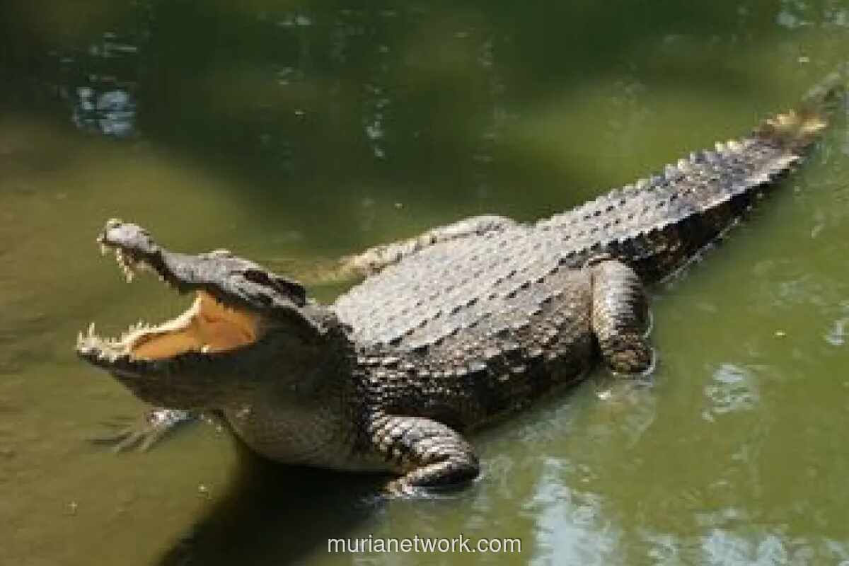 Tafsir Mimpi Buaya: Simbol Kewaspadaan hingga Pertanda Perubahan