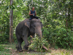Pemerintah Bangun Pembatas Permanen 138 Km untuk Akhiri Konflik Manusia-Gajah di Way Kambas