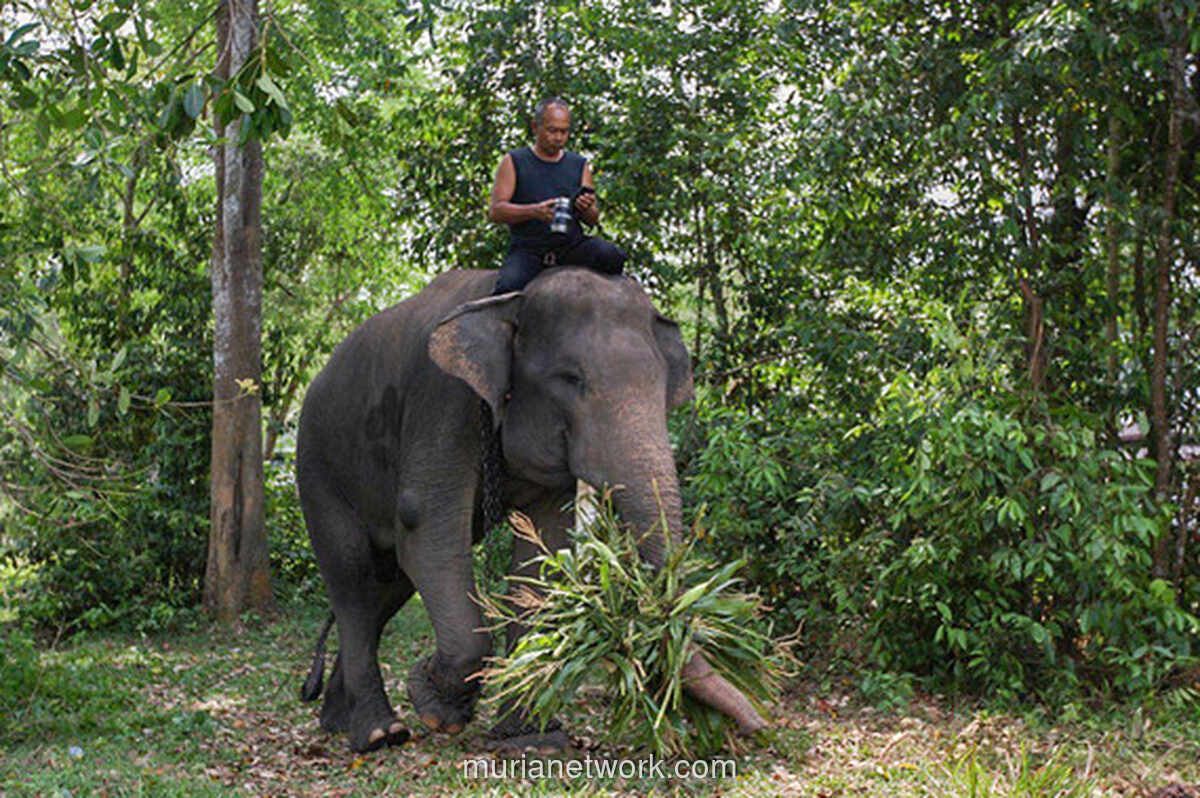 Pemerintah Bangun Pembatas Permanen 138 Km untuk Akhiri Konflik Manusia-Gajah di Way Kambas