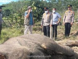 Pemilik Lahan Ditahan sebagai Tersangka Kematian Gajah Sumatera di Tesso Nilo