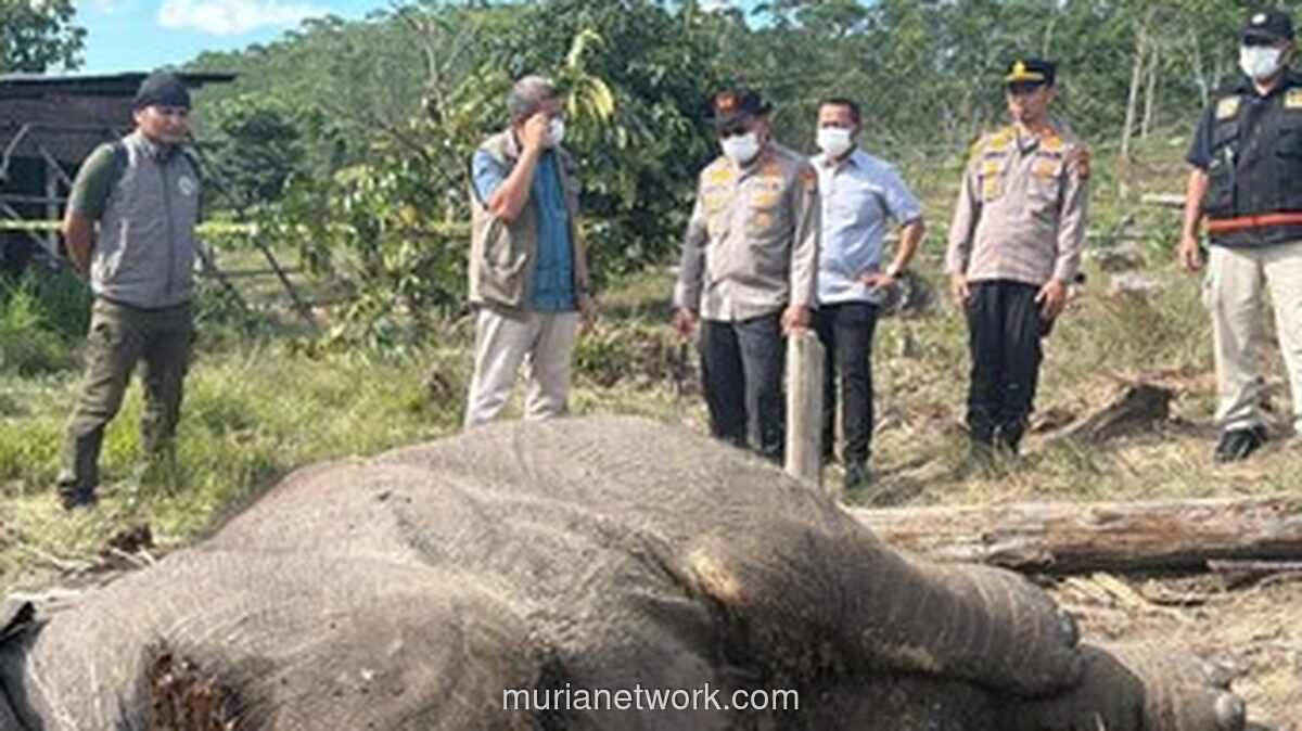 Pemilik Lahan Ditahan sebagai Tersangka Kematian Gajah Sumatera di Tesso Nilo
