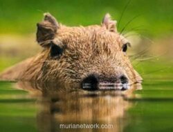 Delapan Orang Ditangkap Usai Pukuli Kapibara Hingga Luka Parah di Rio