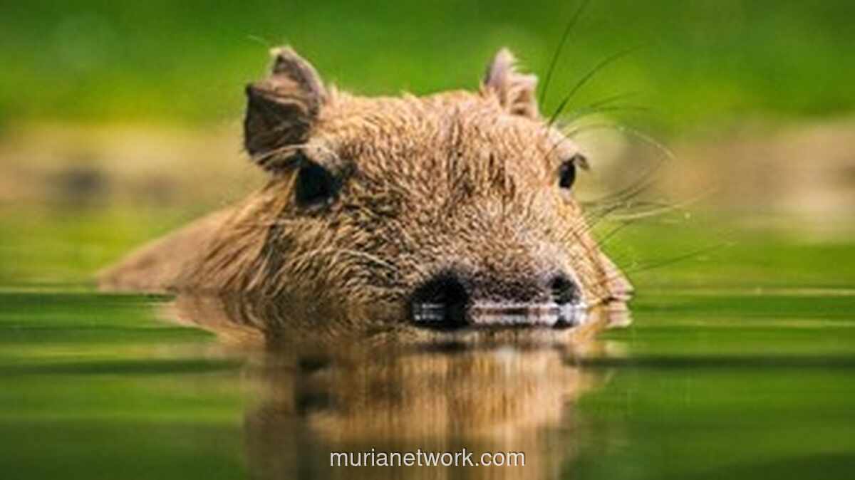 Delapan Orang Ditangkap Usai Pukuli Kapibara Hingga Luka Parah di Rio