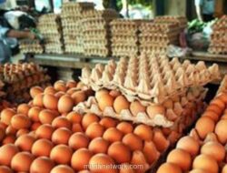 Arab Saudi Larang Impor Unggas dan Telur dari Indonesia Mulai Maret 2026