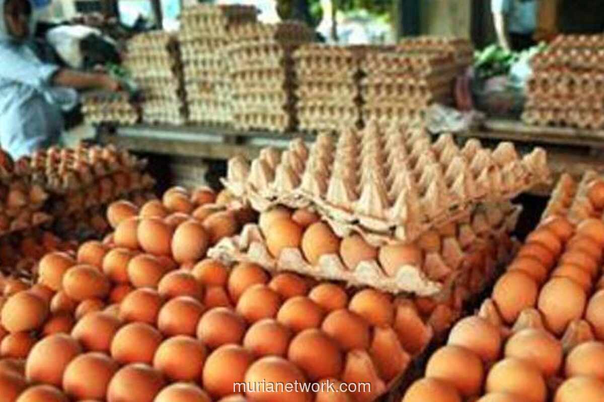 Arab Saudi Larang Impor Unggas dan Telur dari Indonesia Mulai Maret 2026