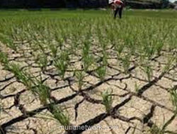 WMO Prediksi El Nino 2026 Bisa Picu Rekor Suhu Global hingga 2027