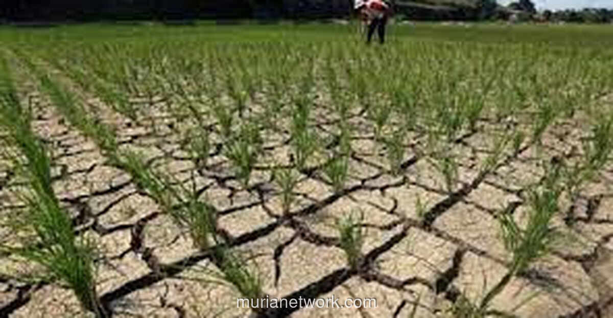 WMO Prediksi El Nino 2026 Bisa Picu Rekor Suhu Global hingga 2027